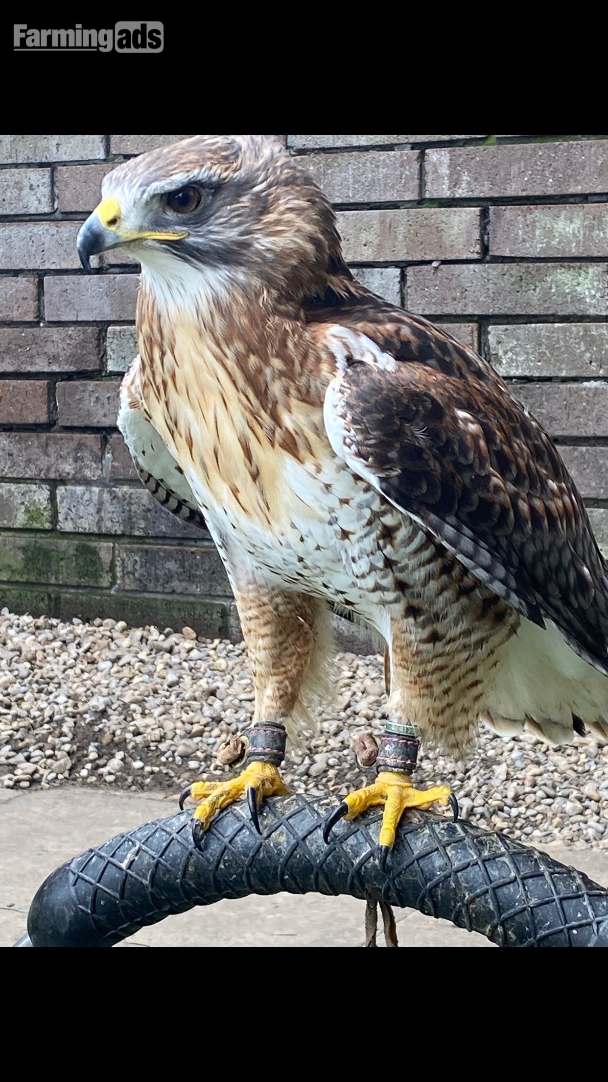 Stunning  male ferrutail hawk - {CATEGORY}