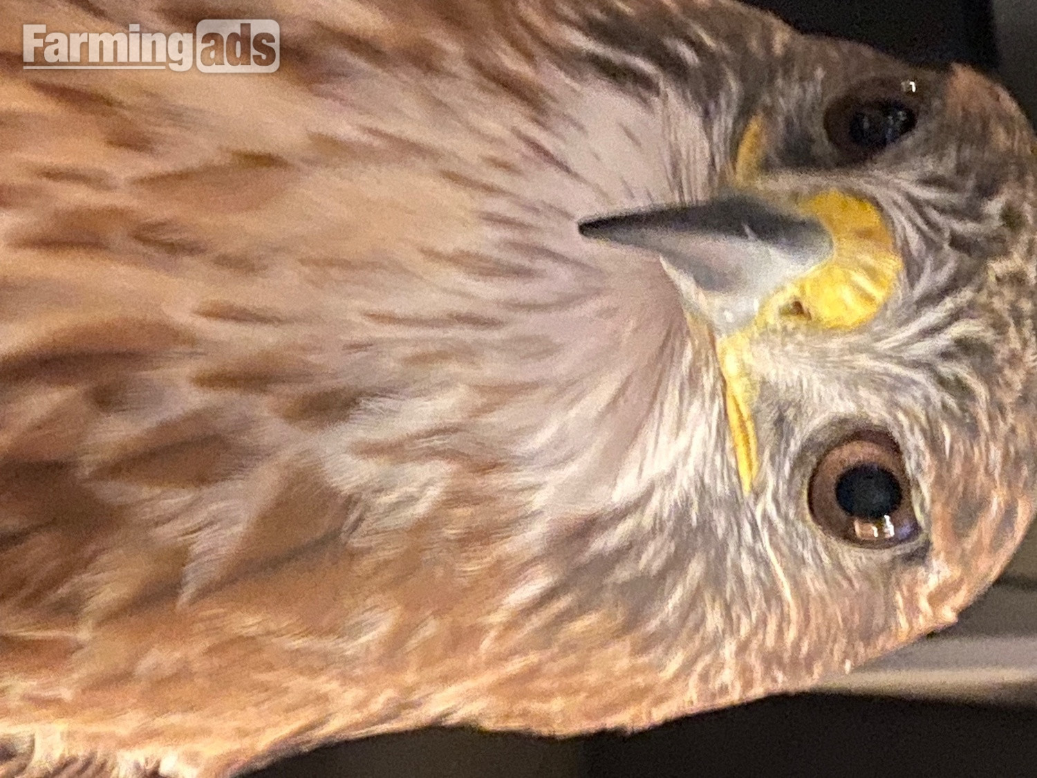 {CATEGORY} - Stunning  male ferrutail hawk