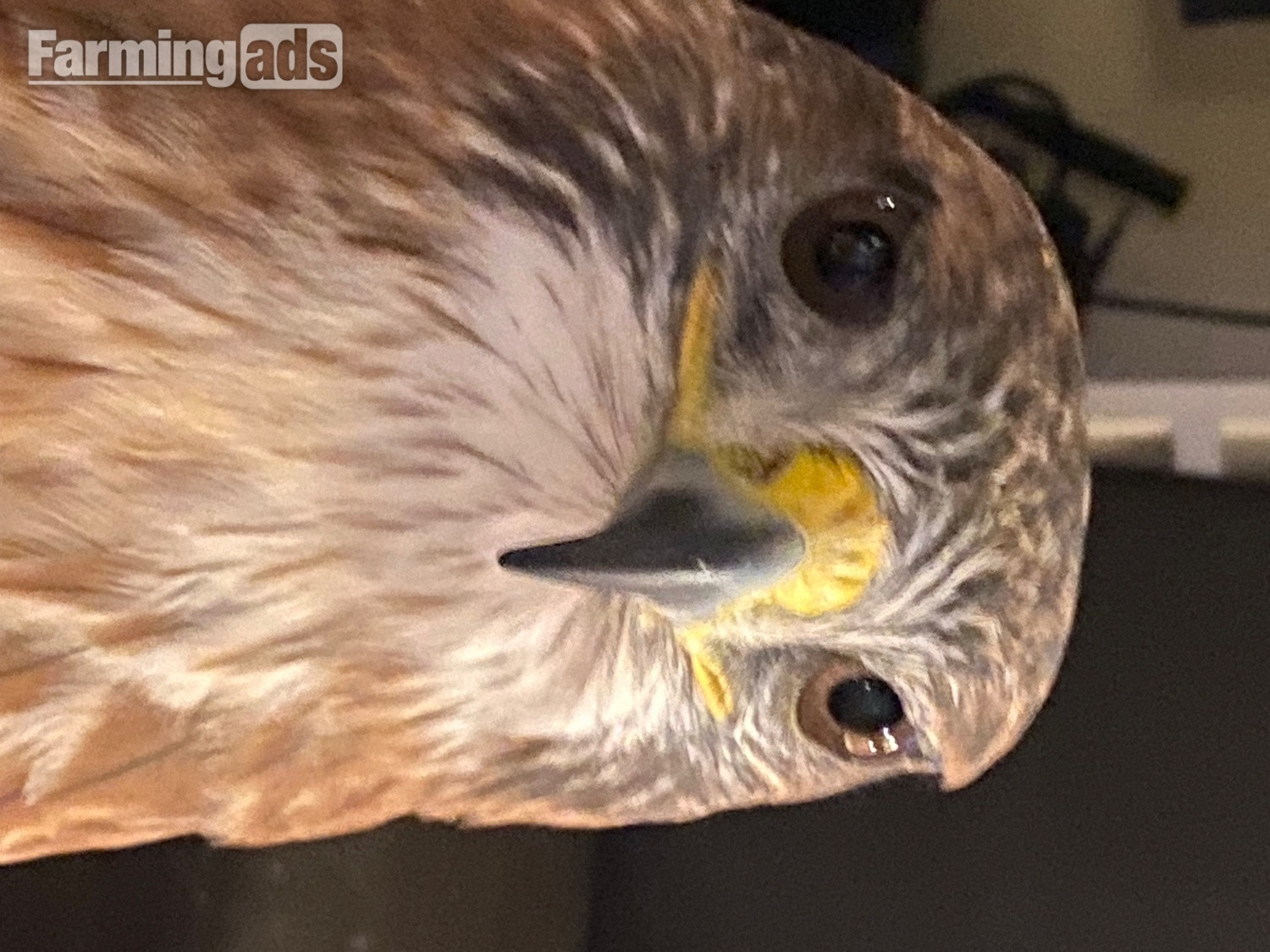 {CATEGORY} - Stunning  male ferrutail hawk