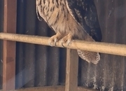 WANTED -  MALE PARENT REARED EUROPEAN EAGLE OWL