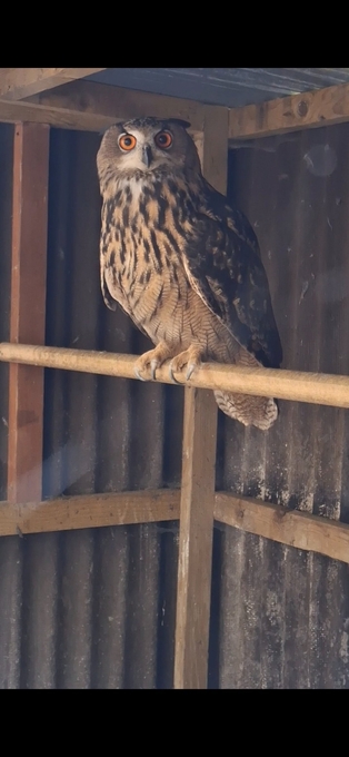 WANTED -  MALE PARENT REARED EUROPEAN EAGLE OWL