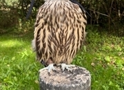 Male Sakers available 
