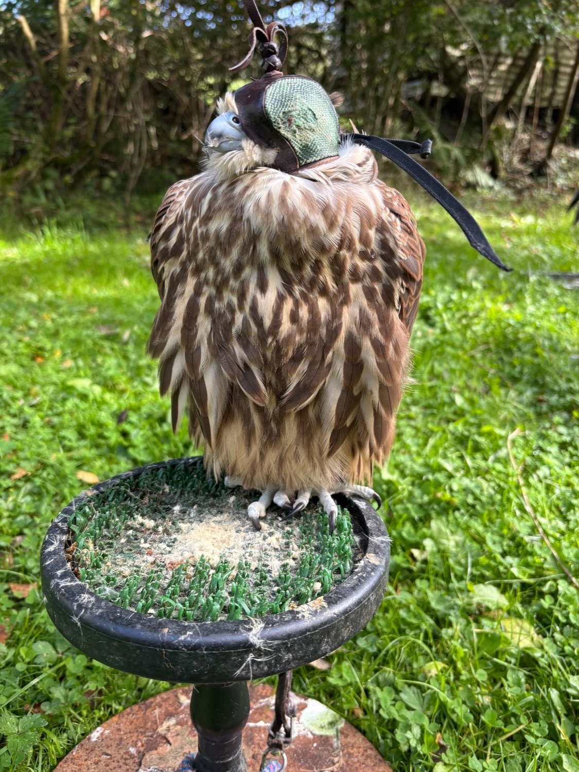 Male Sakers available 