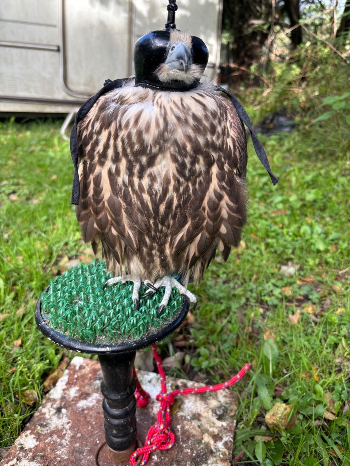  Male Sakers available 