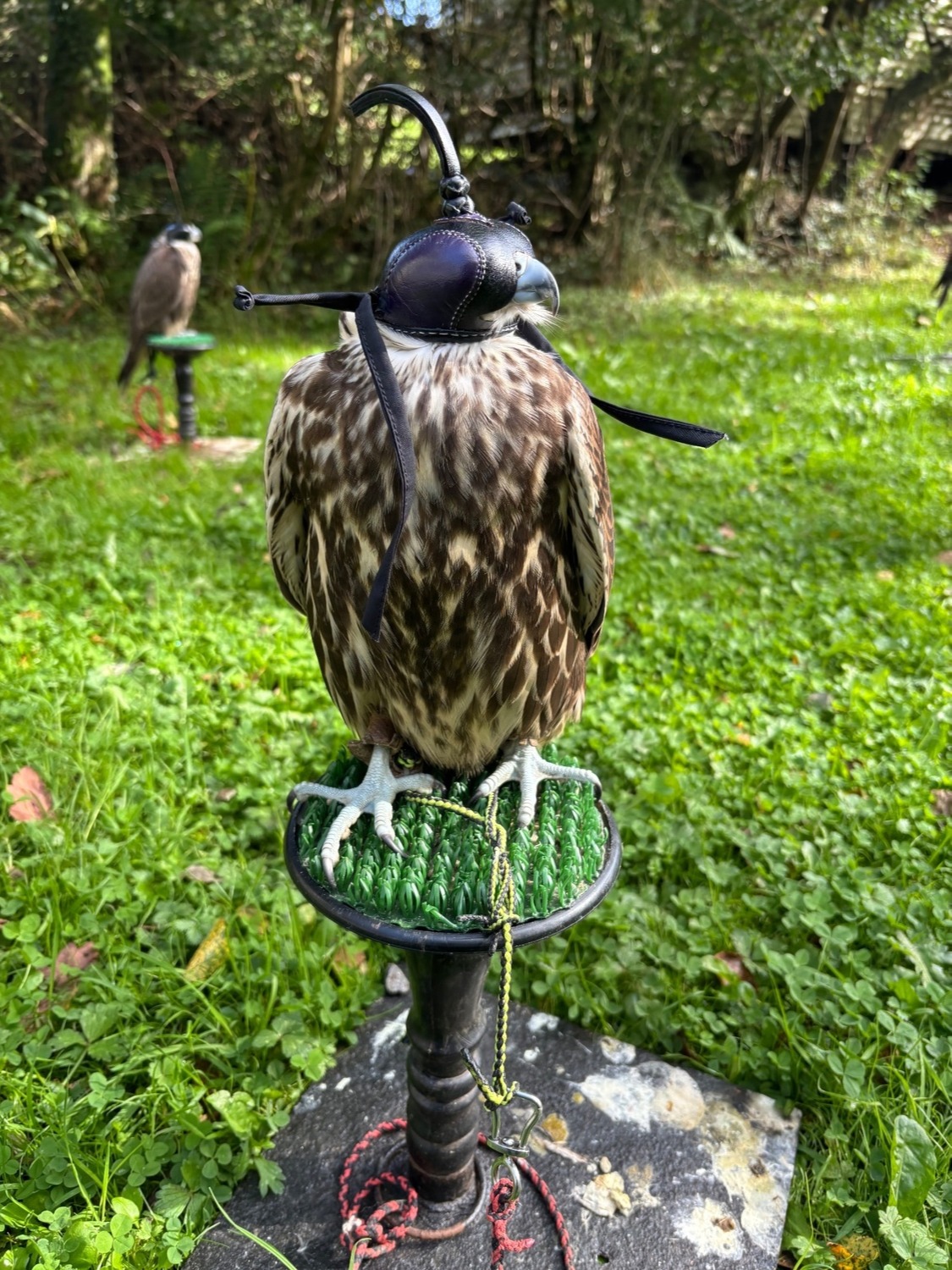 Male Sakers available  - {CATEGORY}