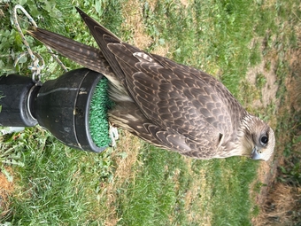 Gyr female for sale 2026