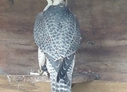 Peri/Saker male for sale