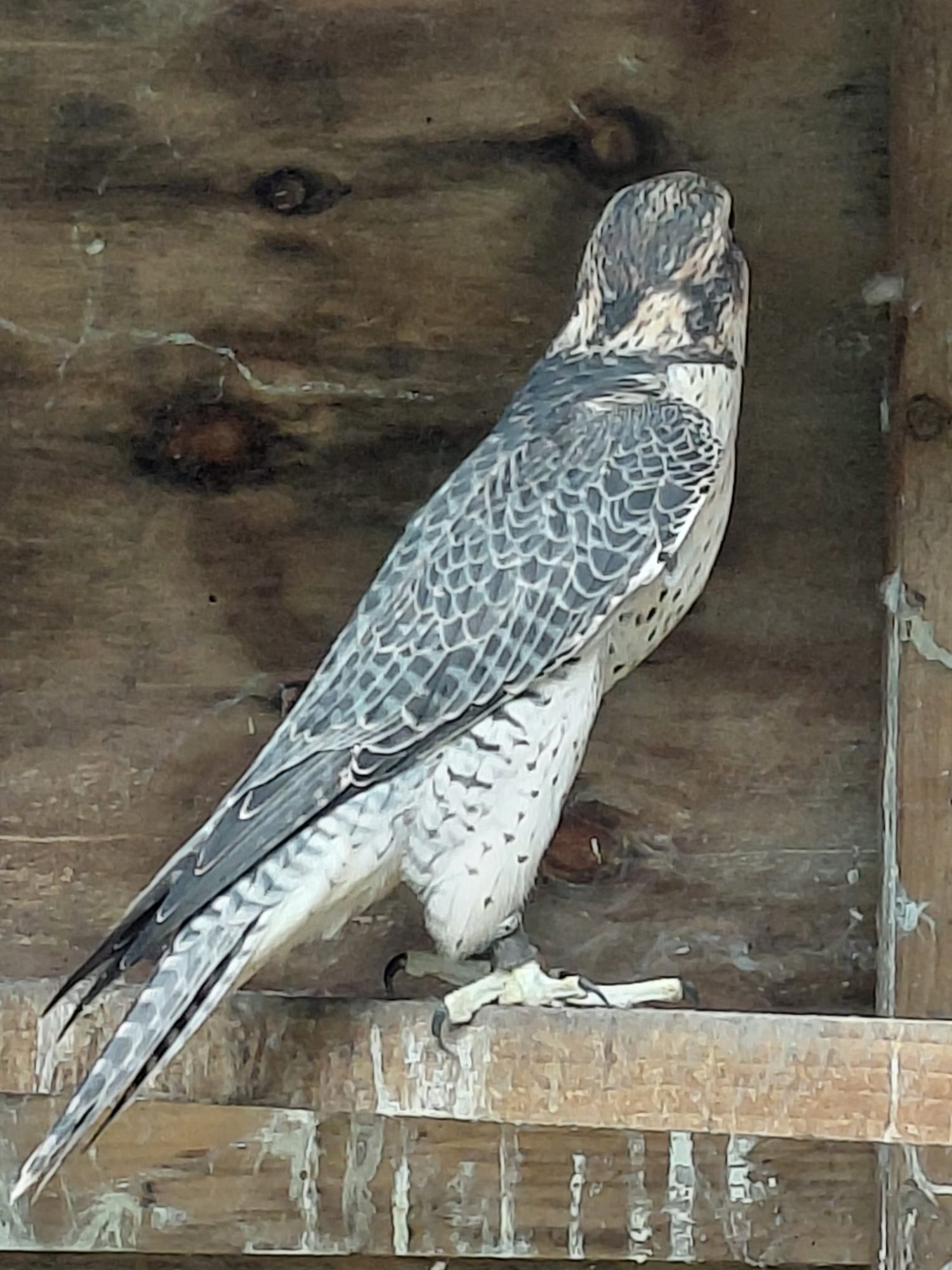 Peri/Saker male for sale