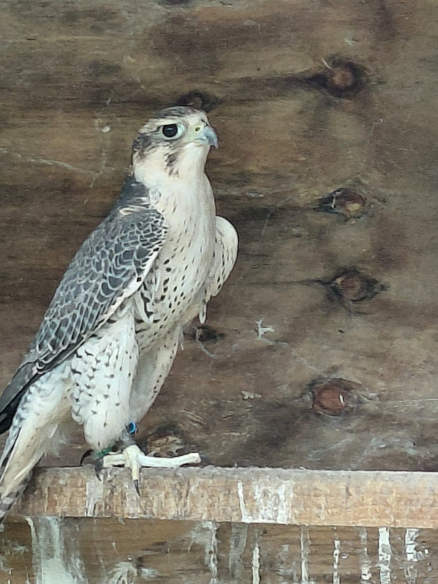  Peri/Saker male for sale