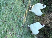 Silkie Cockerel free to good home