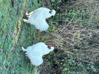 Silkie Cockerel free to good home