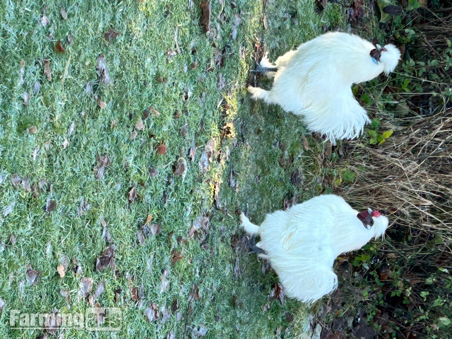Silkie Cockerel free to good home