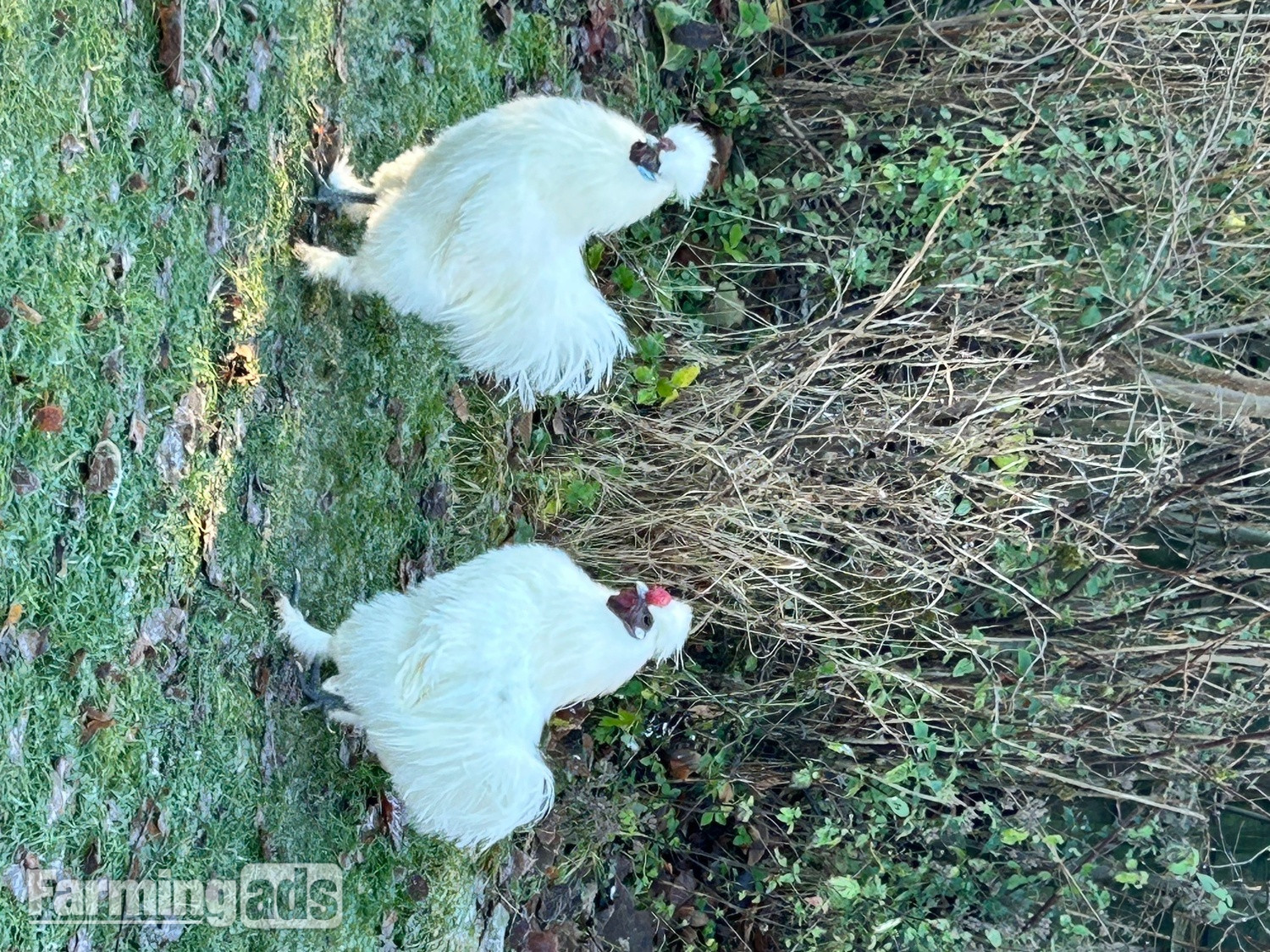 Silkie Cockerel free to good home