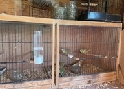 Greenfinches for sale 