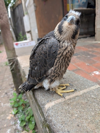 2026 Imprint Male Peregrine 