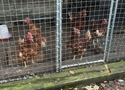 ISA Brown and Silkie Chickens 