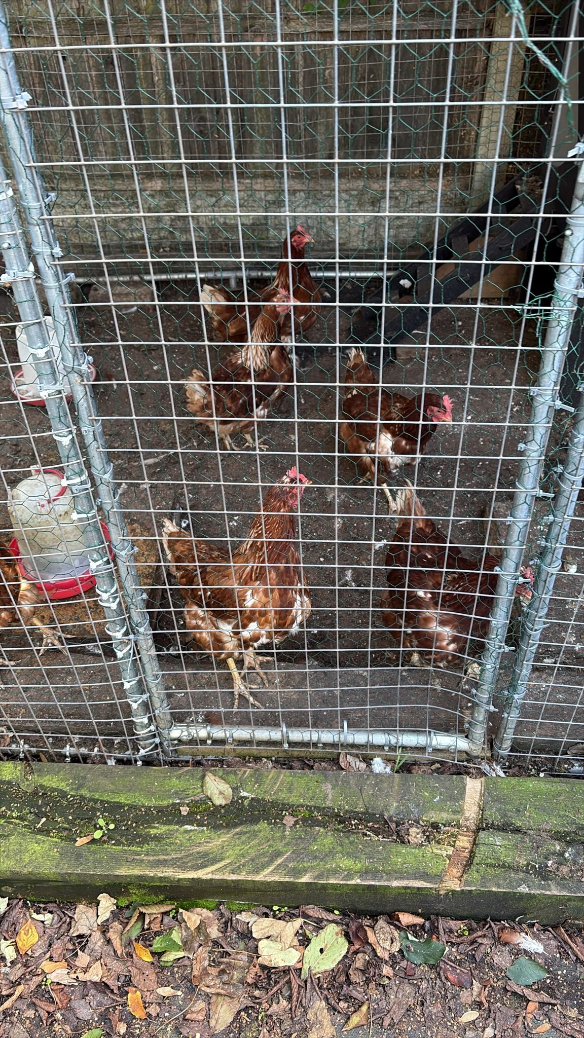 ISA Brown and Silkie Chickens 