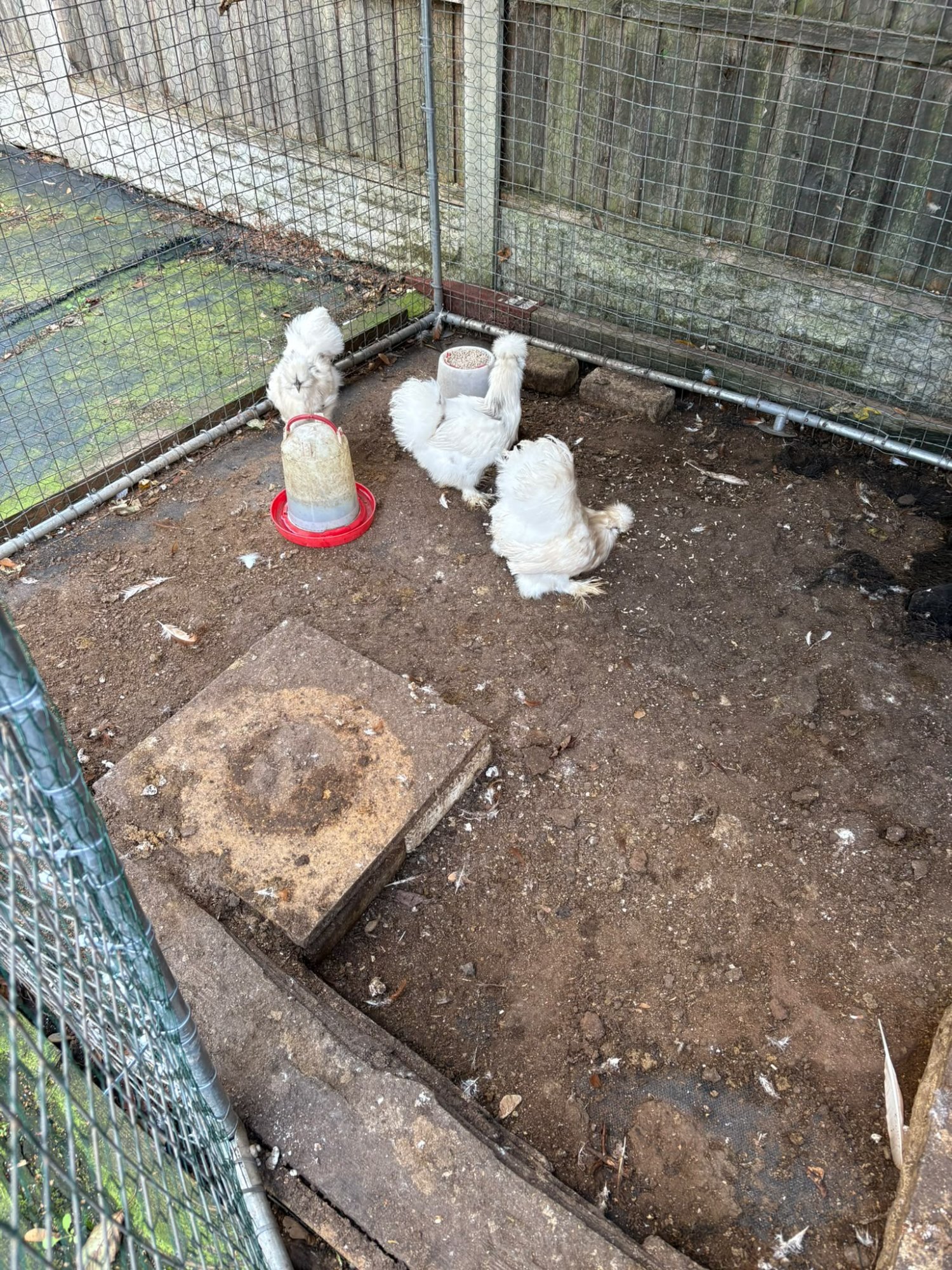  ISA Brown and Silkie Chickens 