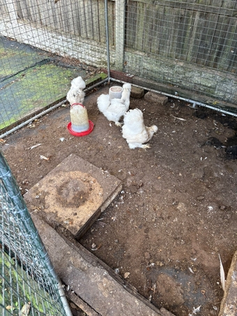ISA Brown and Silkie Chickens 