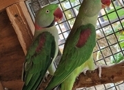 Breeding Pair of Alexandrine Parrots – £600 ONO 