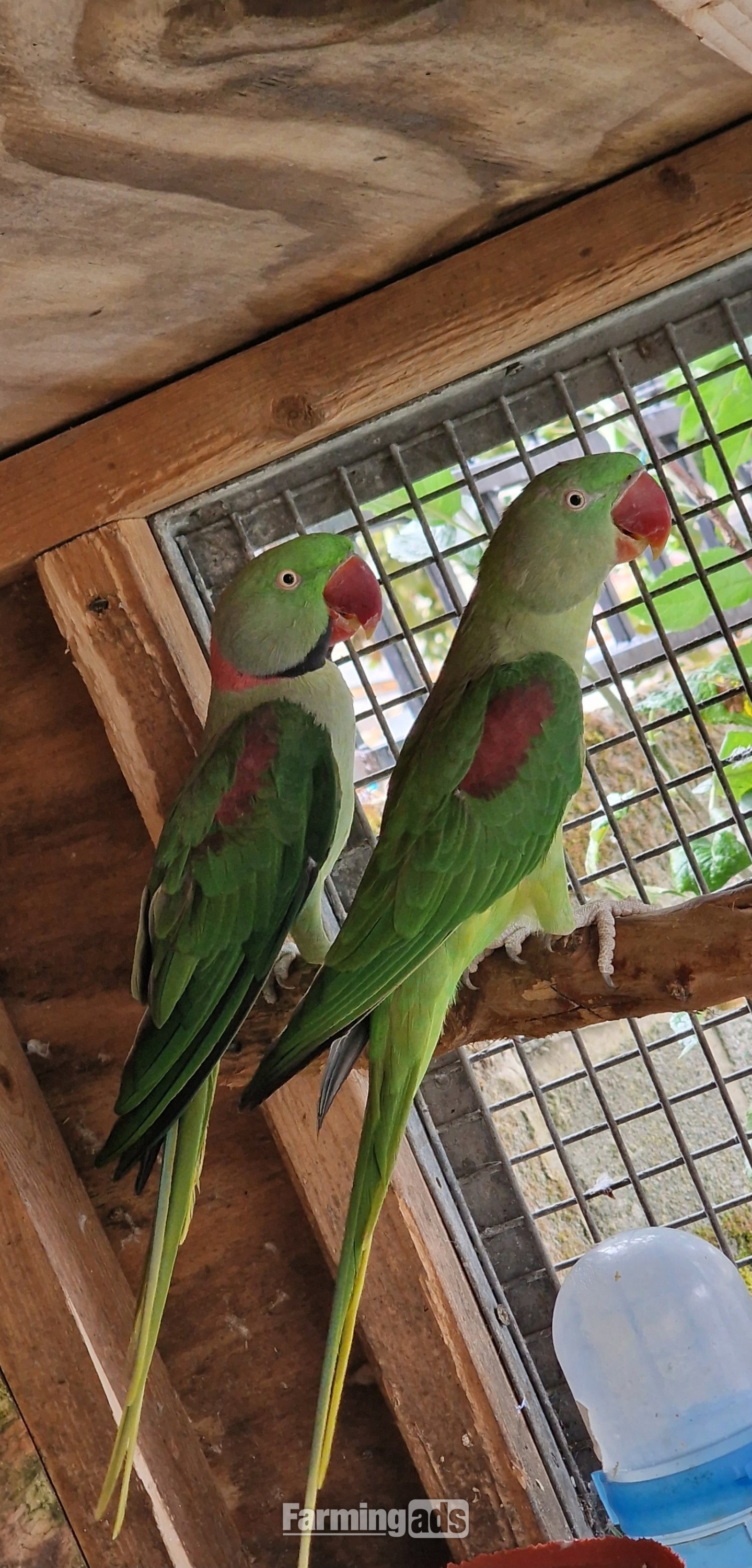 Breeding Pair of Alexandrine Parrots – £600 ONO 