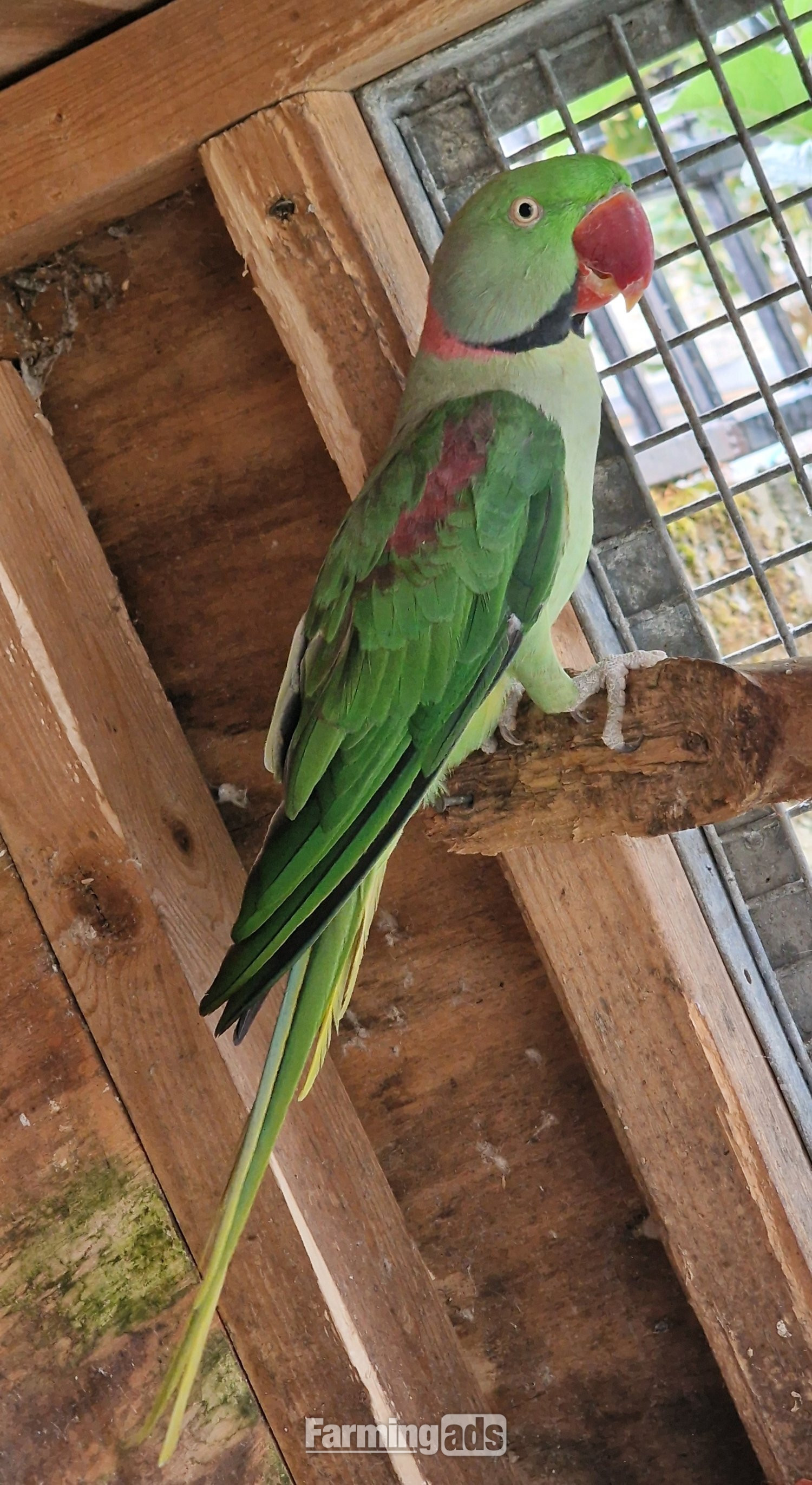  Breeding Pair of Alexandrine Parrots – £600 ONO 