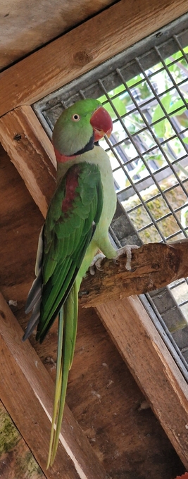 Breeding Pair of Alexandrine Parrots – £600 ONO 