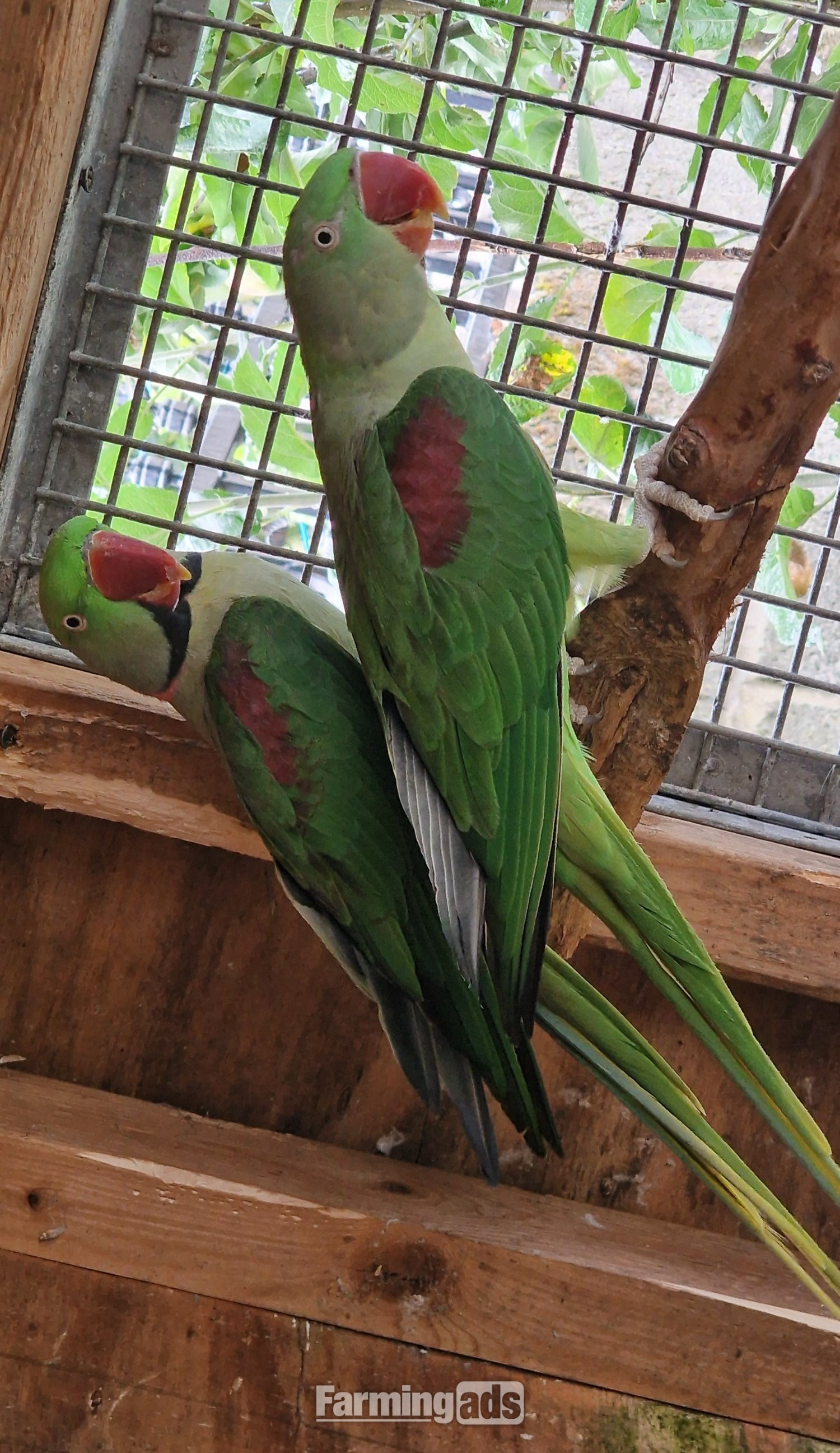 Breeding Pair of Alexandrine Parrots – £600 ONO  - {CATEGORY}