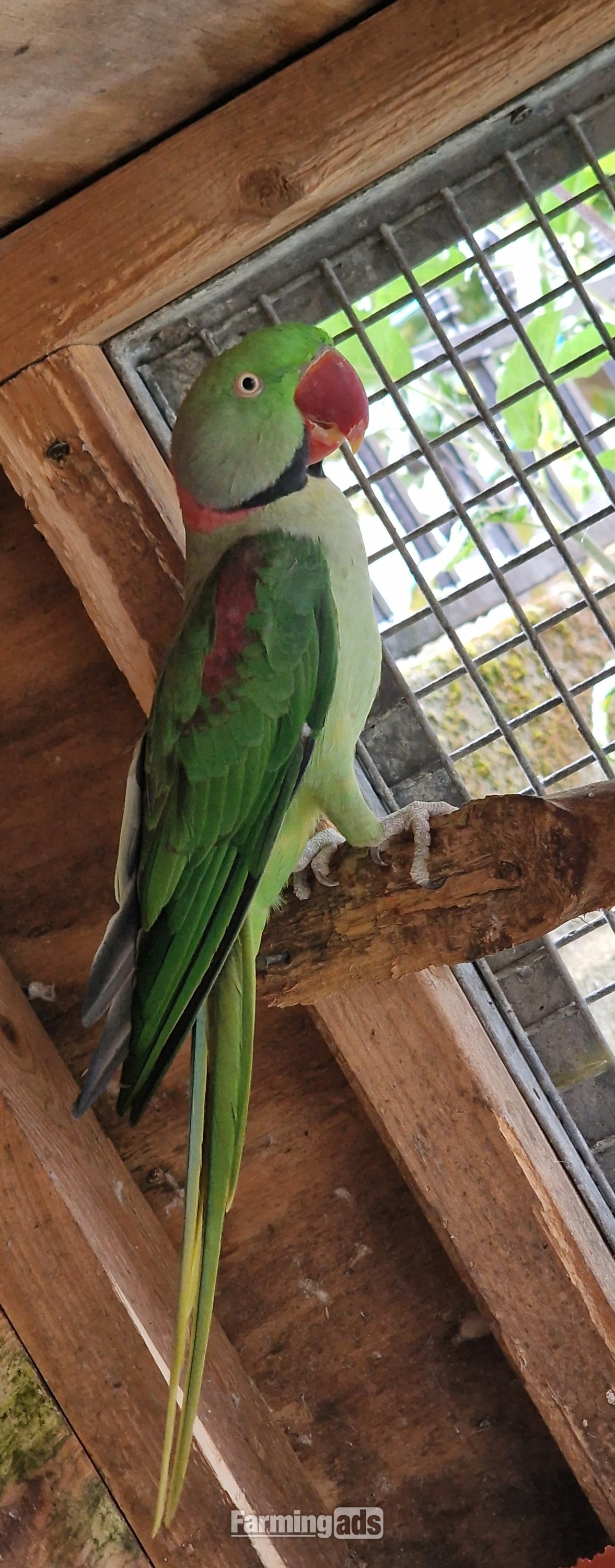 Breeding Pair of Alexandrine Parrots – £600 ONO  - {CATEGORY}