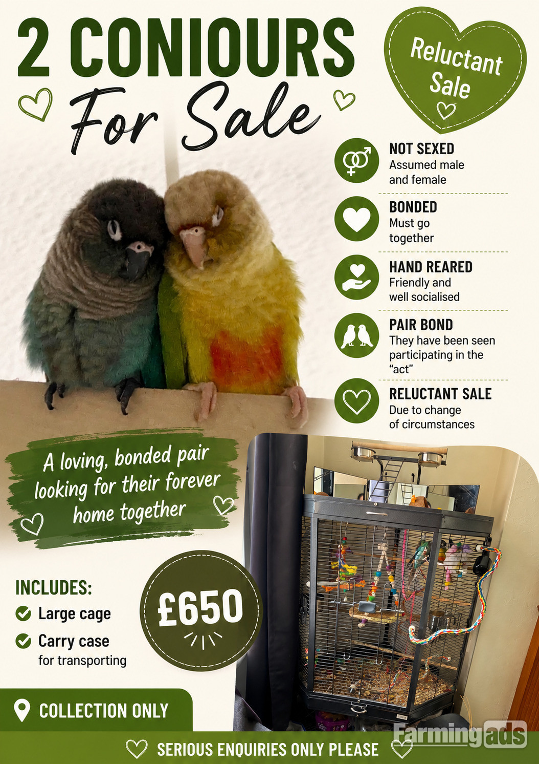 🦜 Bonded Pair of Green Cheek Conures – £650 🦜