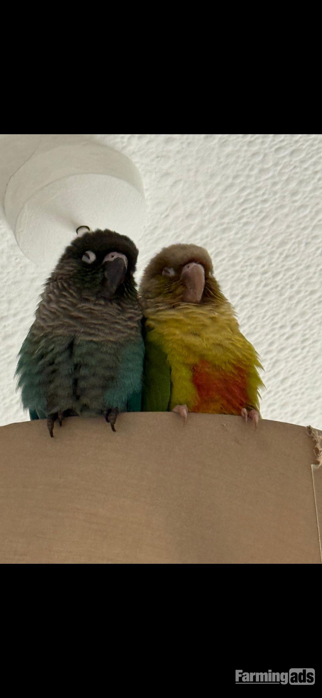  🦜 Bonded Pair of Green Cheek Conures – £650 🦜