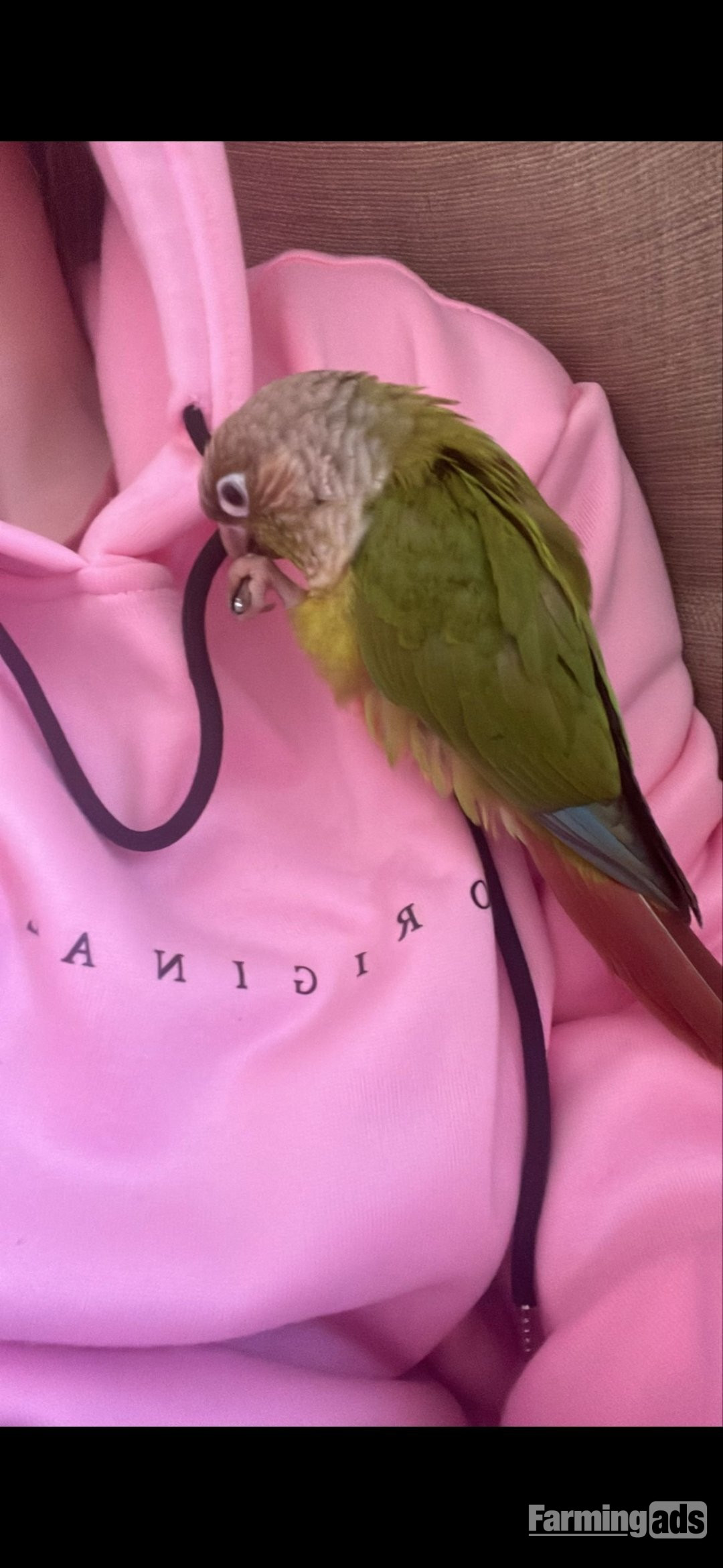 🦜 Bonded Pair of Green Cheek Conures – £650 🦜 - {CATEGORY}