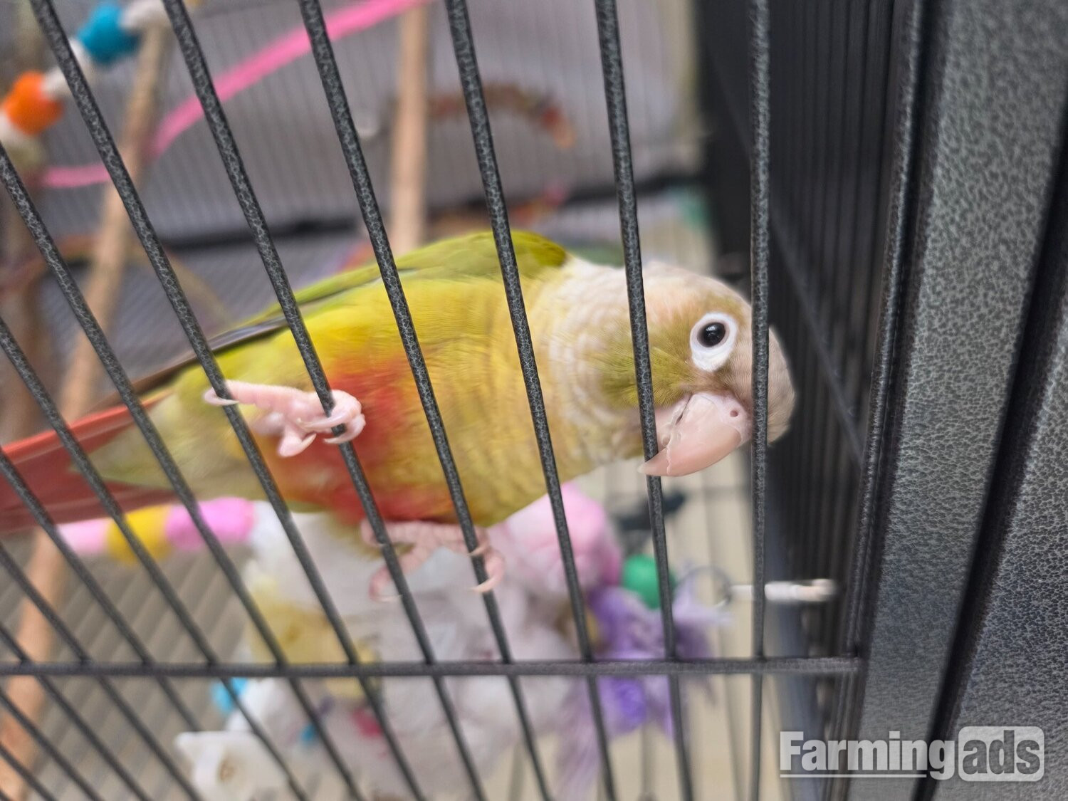 🦜 Bonded Pair of Green Cheek Conures – £650 🦜 - {CATEGORY}