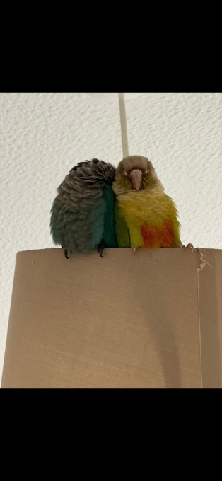 🦜 Bonded Pair of Green Cheek Conures – £650 🦜