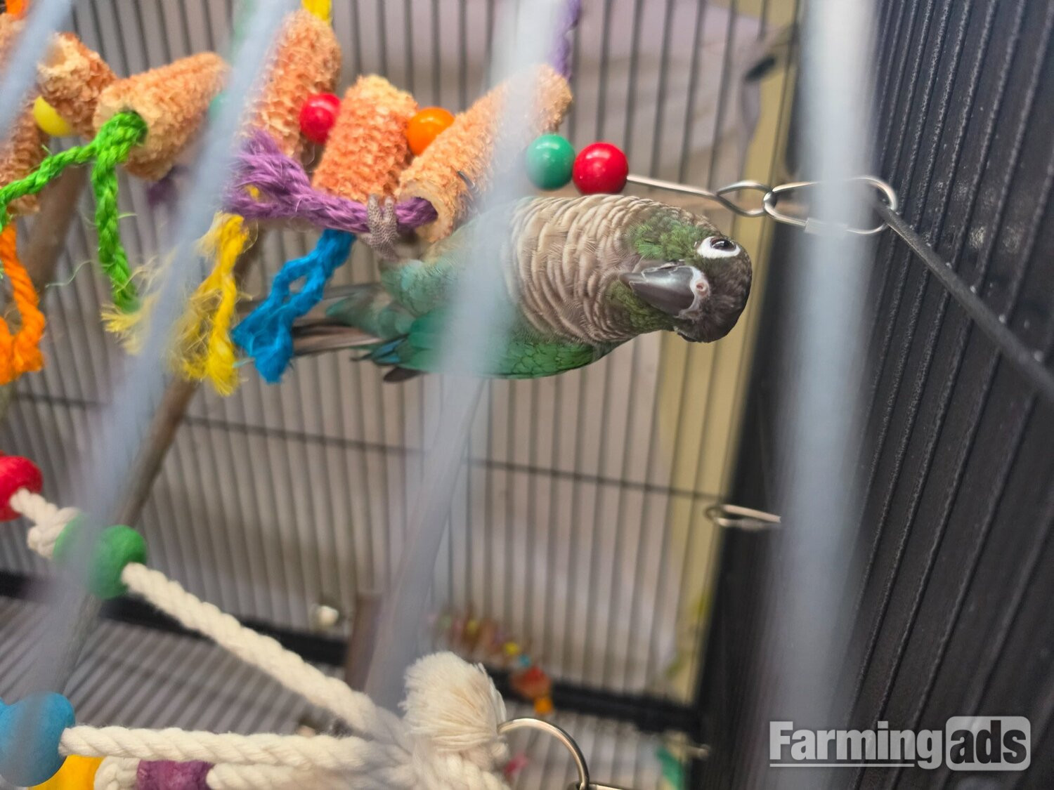🦜 Bonded Pair of Green Cheek Conures – £650 🦜 