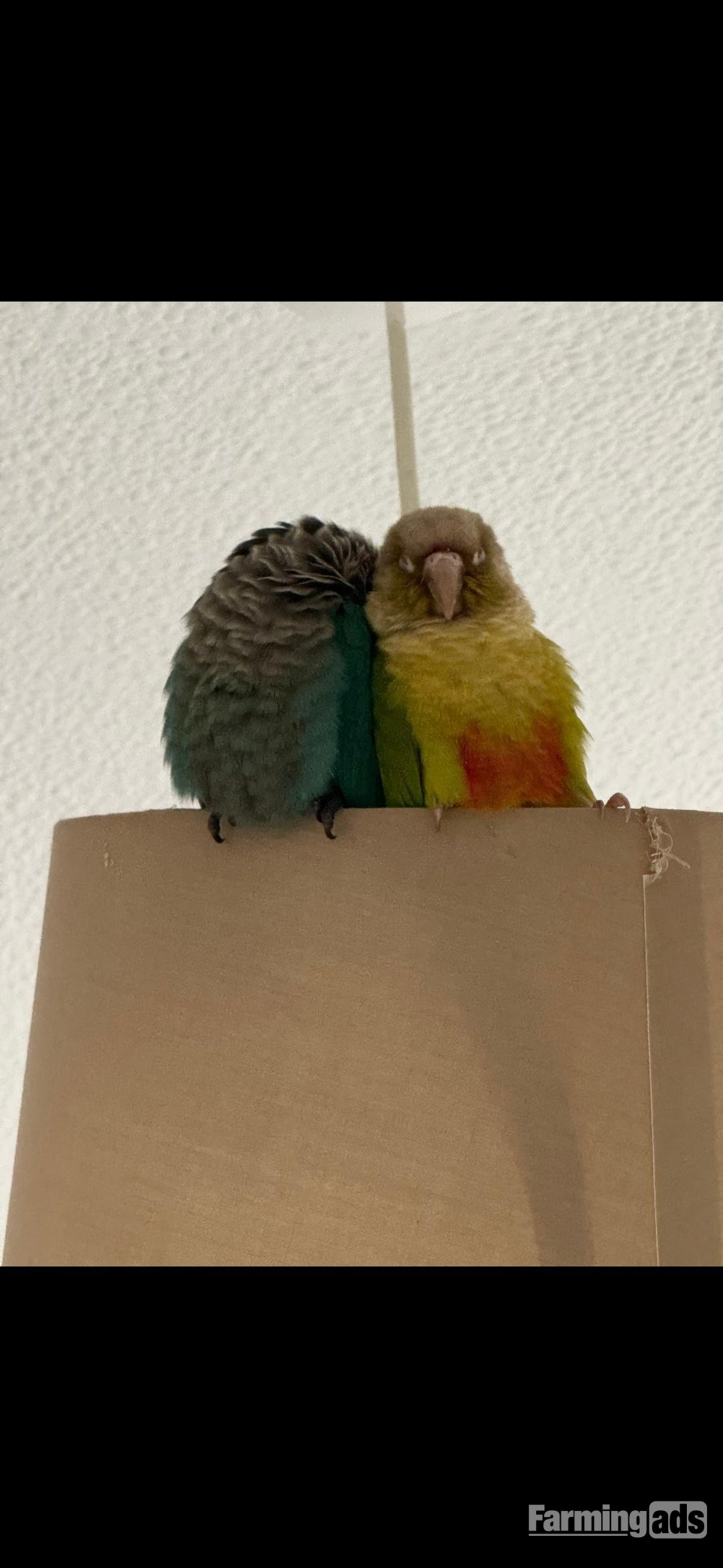 {CATEGORY} - 🦜 Bonded Pair of Green Cheek Conures – £650 🦜
