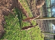 Pair Fawn runner ducks best you can buy
