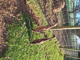 Pair Fawn runner ducks best you can buy