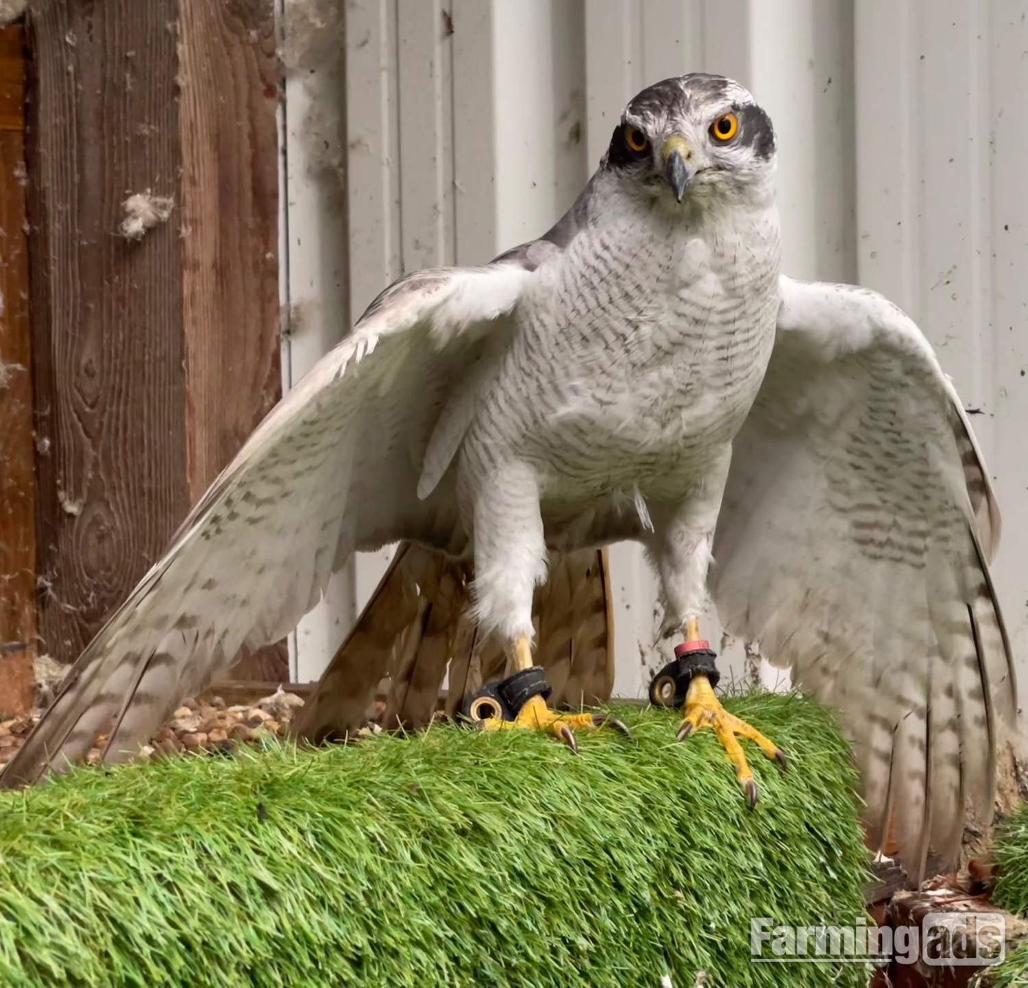 5/8th Albidus Goshawk, white, male, 10 year old parent reared, ready now.