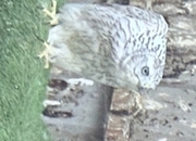 Pure Albidus Goshawk, white, male, parent reared, ready now.