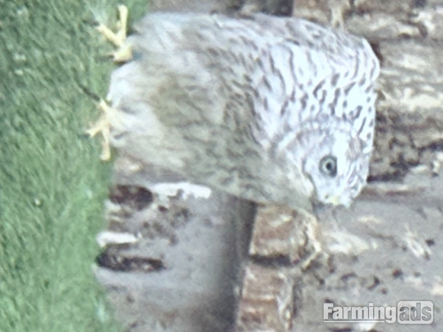 Pure Albidus Goshawk, white, male, parent reared, ready now.