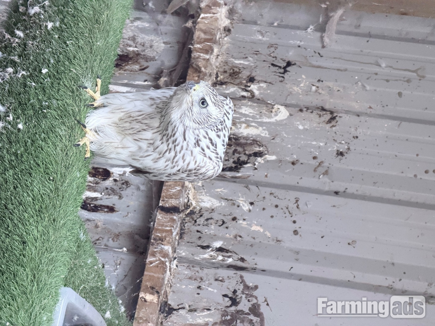 Pure Albidus Goshawk, white, male, parent reared, ready now.