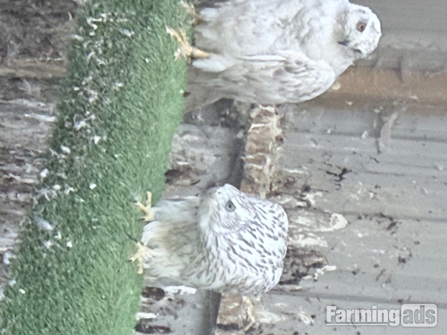  Pure Albidus Goshawk, white, male, parent reared, ready now.
