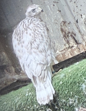 Pure Albidus Goshawk, white, male, parent reared, ready now.