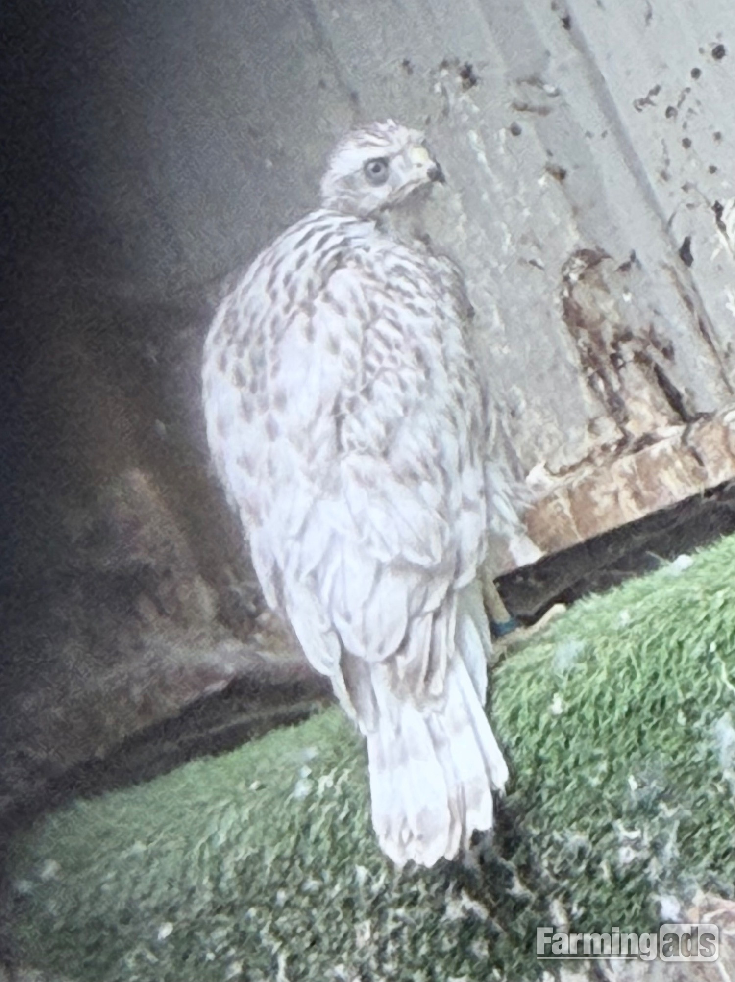 Pure Albidus Goshawk, white, male, parent reared, ready now. - {CATEGORY}