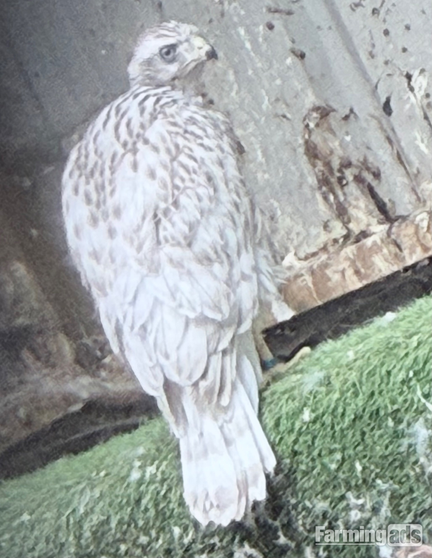 Pure Albidus Goshawk, white, male, parent reared, ready now. - {CATEGORY}