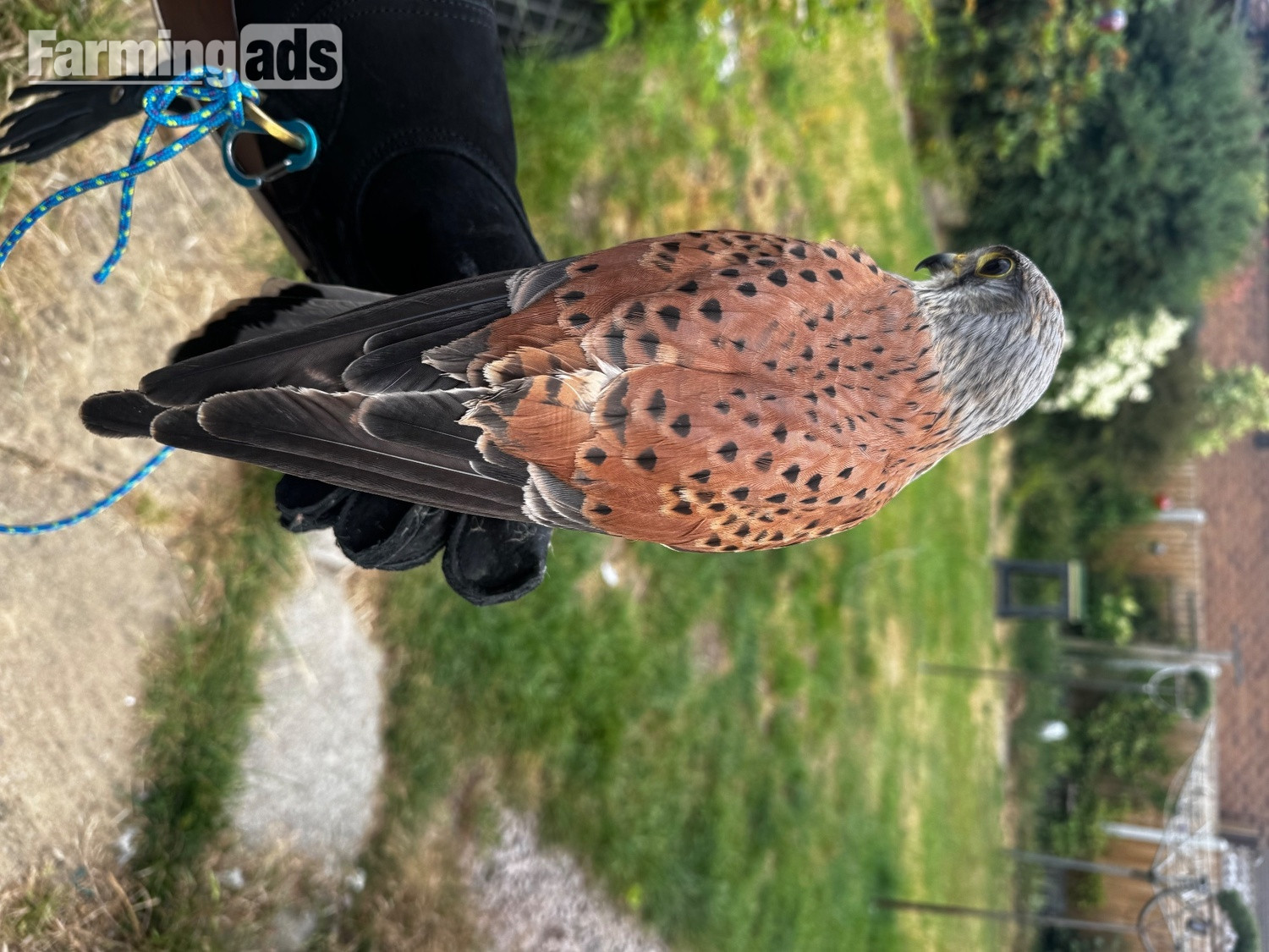 A common kestrel 