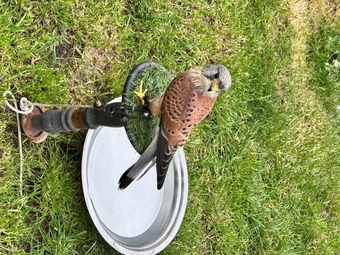 A common kestrel 