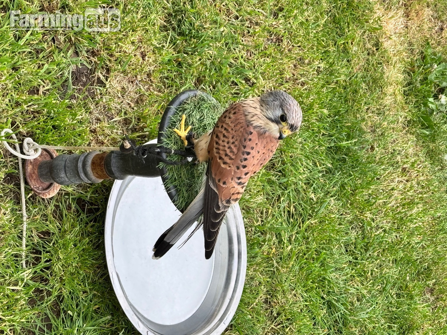 A common kestrel 