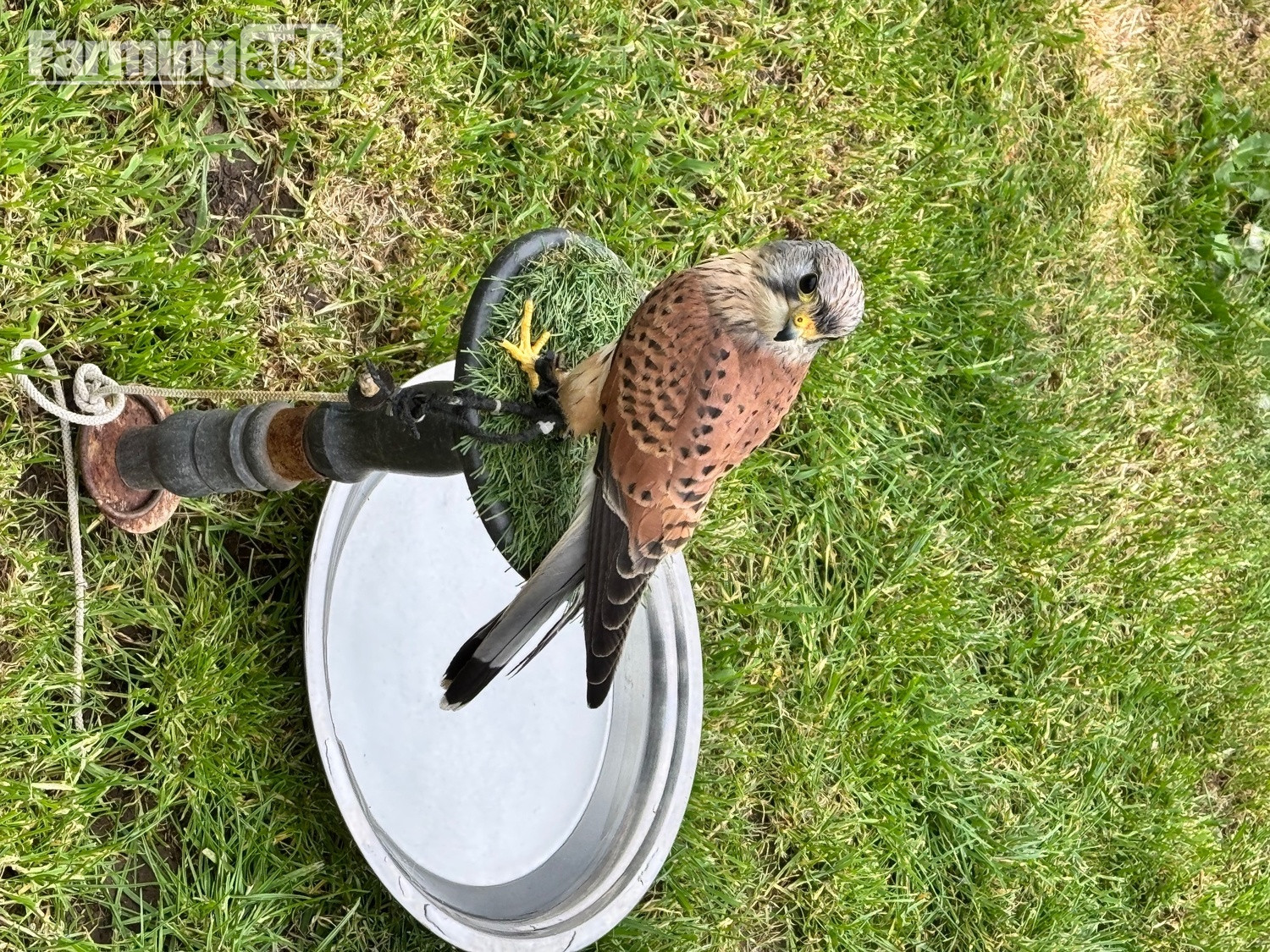  A common kestrel 